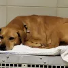 Virginia Beach Animal Care and Adoption Center, Hawaii, Virginia Beach
