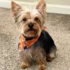 Posh Paws Pet Salon, California, Modesto