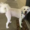Highmark Kennel, Texas, Austin