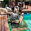Paradise Ranch Pet Resort, California, Sun Valley