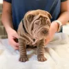 Westridge Pet Hospital and Wellness Center, Texas, Schertz