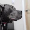 Center Veterinary Clinic, California, Novato
