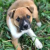 Puppy Pleasers Rescue, Florida, Orlando