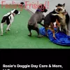 Rosie's Doggie Day Care and More, Missouri, Saint Louis