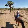 Blue Barn Ranch, California, Yucca Valley