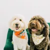 Arlington Heights Animal Hospital, Texas, Fort Worth