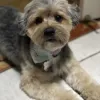 Glamour Pooch, New Mexico, El Paso