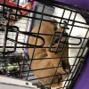 Petco, Michigan, Sterling Heights