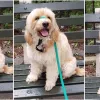 Canine Cohen Dog Training and Behavior Modification, New York, Brooklyn
