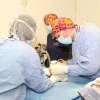Radford Animal Hospital, West Virginia, Radford