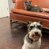 Star of Texas Veterinary Hospital, Texas, Austin