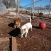 Willow Tree Kennels, New Mexico, Durango