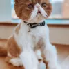 Meow Cat Grooming , California, Los Angeles