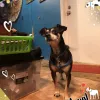 Capcity Pet Sitting, Texas, Austin