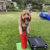 Sit Means Sit, Texas, Belton