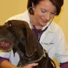 Littleton Paws Animal Hospital, Colorado, Littleton