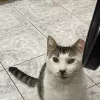 William Kudman - 4 Legged Friends Veterinary Clinic, New York, Brooklyn
