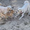 Love Dogs Camp, California, Arroyo Grande