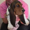 Shoreline Veterinary Hospital, Florida, Jacksonville Beach