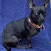 Smart Dog Dallas, Texas, Dallas