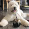 The Puppy Academy, California, Hermosa Beach