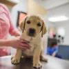 Kirby Veterinary Hospital, Connecticut, Mansfield Center