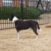 Northwood Animal Clinic, Texas, Dallas