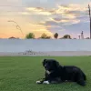 Barking Lot, California, Las Vegas