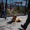 Primal Canine, California, Gilroy