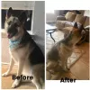 Happy Scrappy Mobile Pet Grooming, Texas, San Antonio