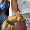 Sienna at 6 Veterinary Hospital, Texas, Missouri City
