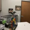 Texas Avian & Exotic Hospital, Texas, Grapevine