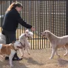 Castle Creek Pet Resort & Spa, Texas, McKinney