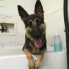 Affordable Dog Grooming and Daycare, Oregon, Lebanon