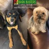 Bark Busters Home Dog Training Austin, Texas, Austin