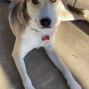 2222 Veterinary Clinic, Texas, Austin