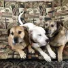 Cloud Nine Pet Resort, Texas, Wylie