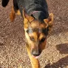 Arf-Anage Dog Rescue, Arizona, Maricopa