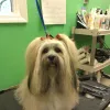 Dogma Grooming & Pet Gifts, Georgia, Evans