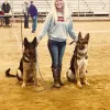 American Dog School, Wyoming, Fort Collins