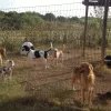 Ruff Ranch Pet Boarding, Texas, Buda