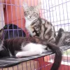 Alley Cat Rescue, Maryland, Brentwood