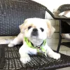 Azusa Pet Grooming and Spa, California, Azusa