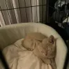 Springs Veterinary Clinic, California, Vallejo