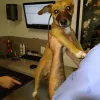 Aardvark Animal Clinic, Florida, Hialeah