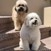 The Pampered Pet, California, Millbrae