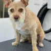 Royal Paws Mobile Dog Grooming, California, Encino