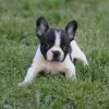 Teacup and Toy Pets Boutique, Texas, Wylie