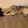 Ruff Dog Daycare + Hotel, California, Napa