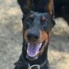 Mid-Peninsula Animal Hospital, California, Redwood City